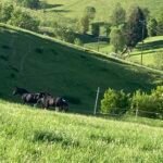 IMG_6748 - Copie