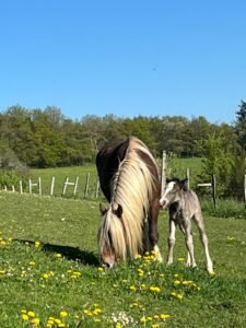 Pépite 8